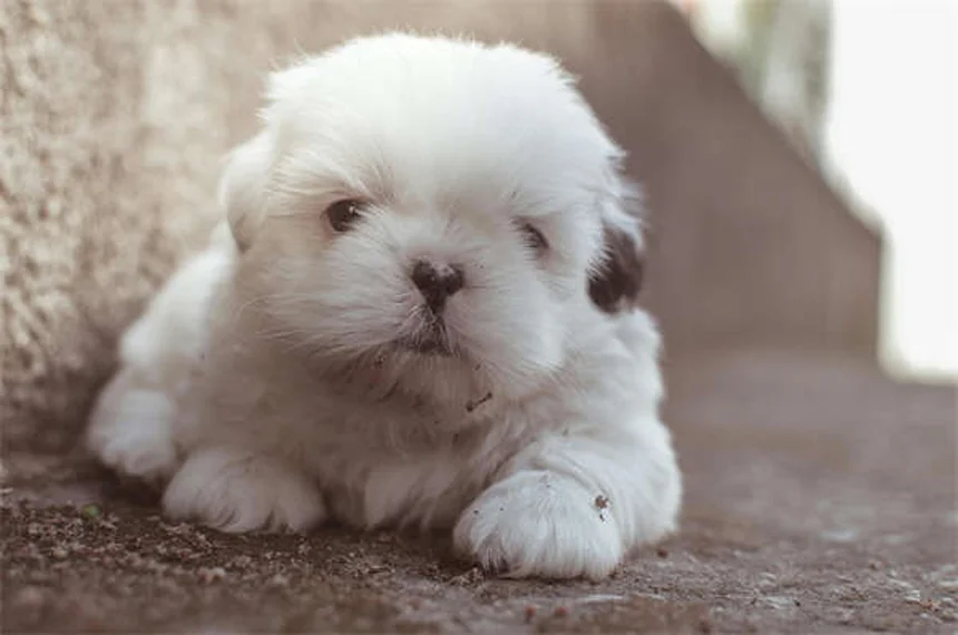 고양이 이갈이 원인과 치료법 5가지 (수의사 추천)