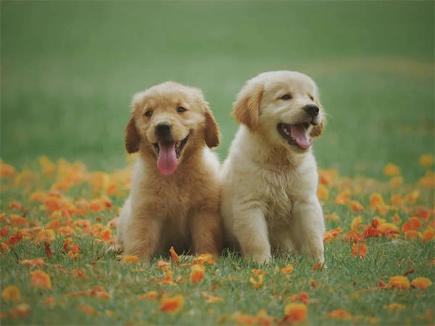 고양이 이갈이 원인과 치료법 5가지 (수의사 추천)