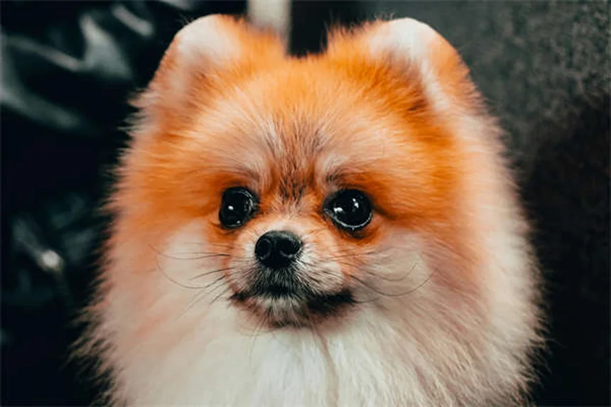 강아지에 고양이 벼룩약 써도 될까? 절대 안 되는 이유 5가지