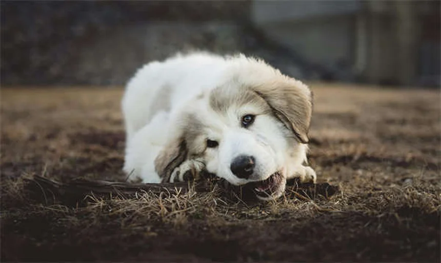 고양이 민트 효과 제대로 알고 사용하는 법
