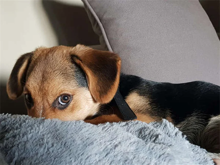 고양이 놀이시간 꿀팁: 하루 몇 분 놀아줘야 할까?