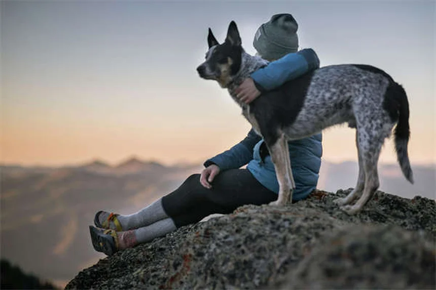 강아지 고양이 벼룩약 Comfortis® 효과와 사용법 총정리