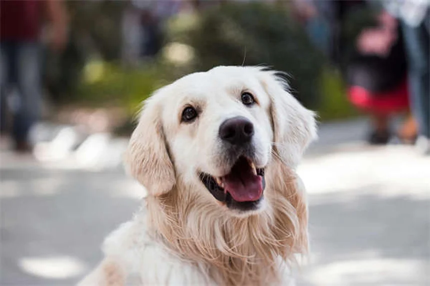 강아지 고양이 벼룩약 Comfortis® 효과와 사용법 총정리