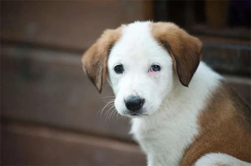 고양이 담요 빨기 행동, 왜 할까? 원인과 해결법 총정리