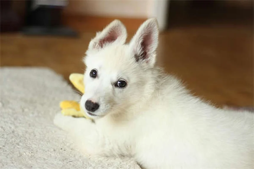 고양이 죽음 전 나타나는 9가지 증상과 대처법