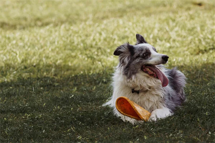 고양이 죽음 전 나타나는 9가지 증상과 대처법