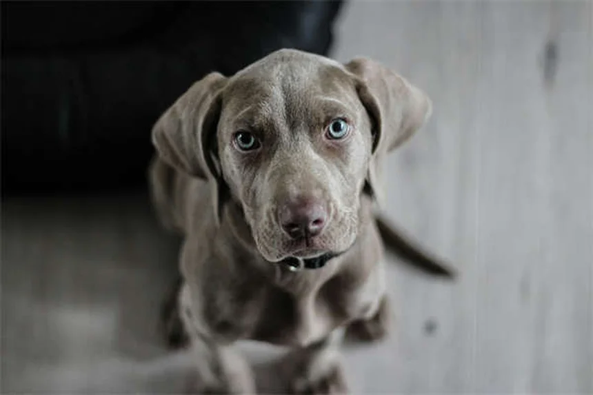 고양이 죽음 전 나타나는 9가지 증상과 대처법