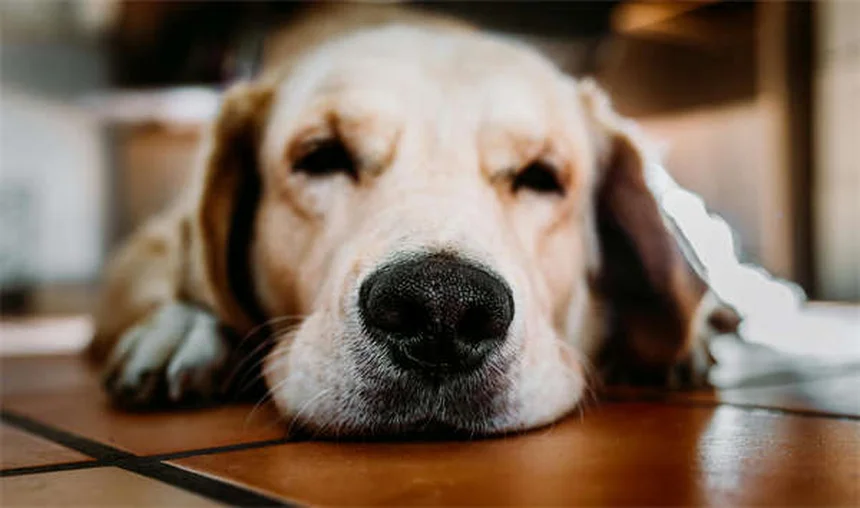 고양이 야행성 오해? 황혼성인 진짜 이유와 수면 문제 해결법
