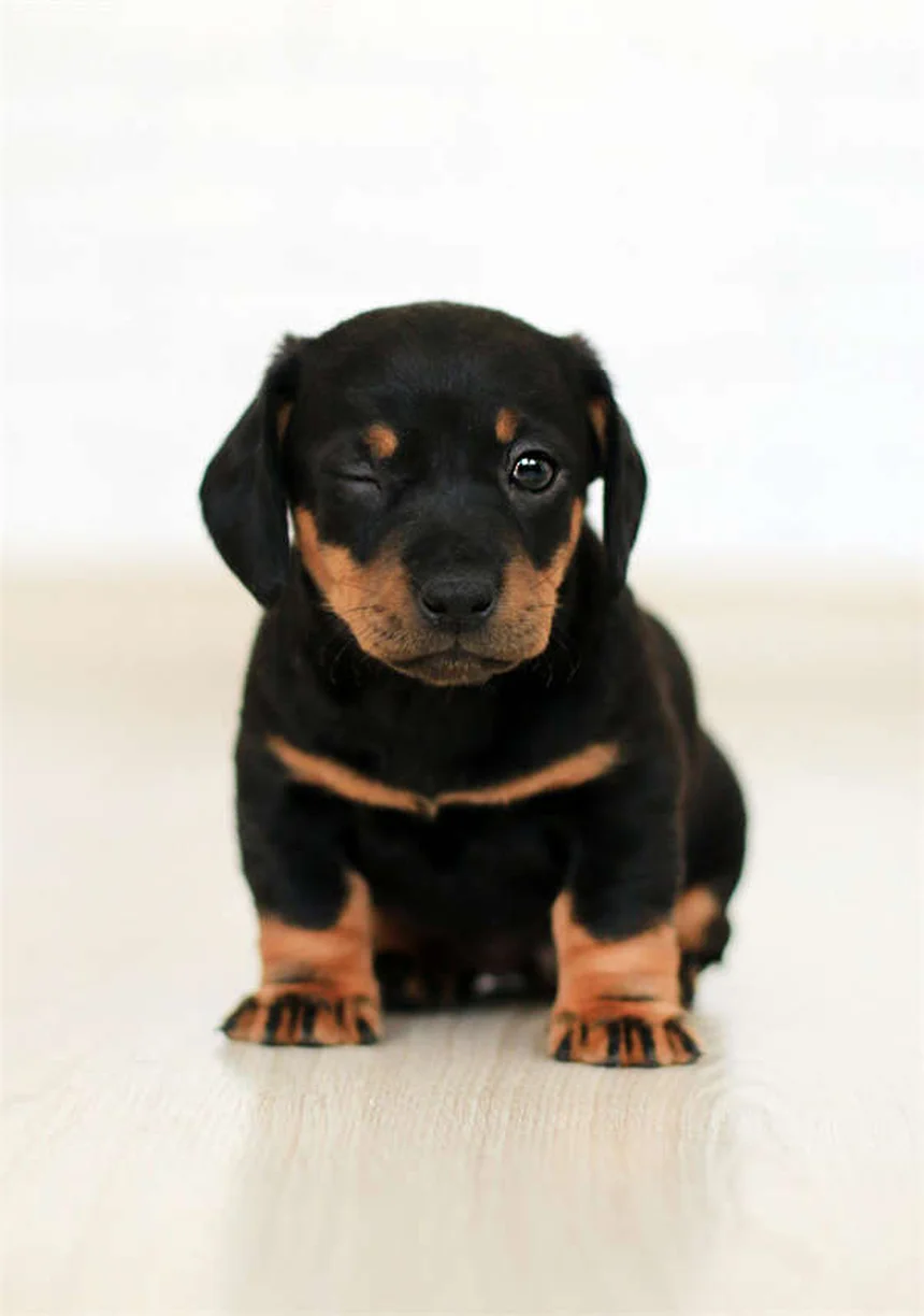고양이 야행성 오해? 황혼성인 진짜 이유와 수면 문제 해결법