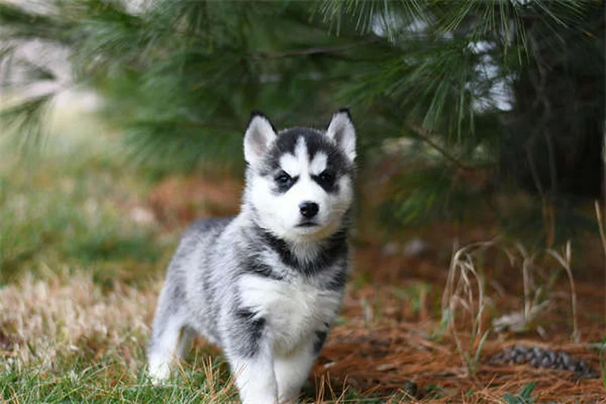 고양이 야행성 오해? 황혼성인 진짜 이유와 수면 문제 해결법