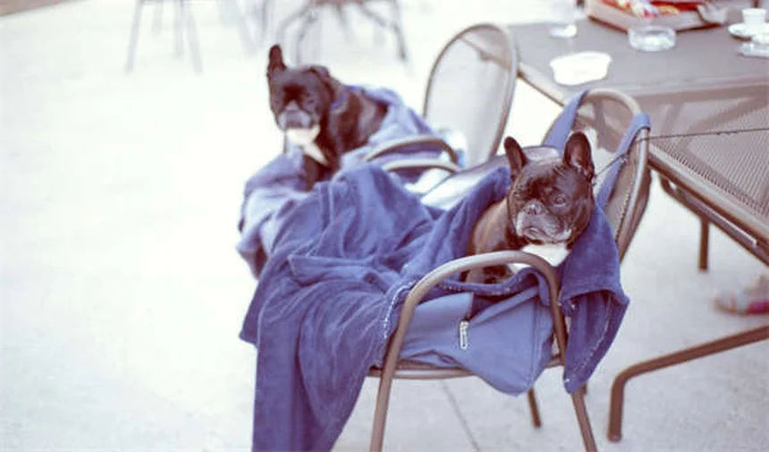 개 진드기 예방법: 반려견을 지키는 5가지 핵심 전략