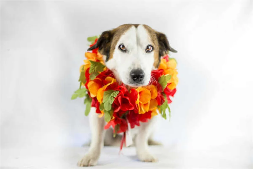 고양이에게 우유 줄까요? 전문가가 알려주는 놀라운 진실 5가지