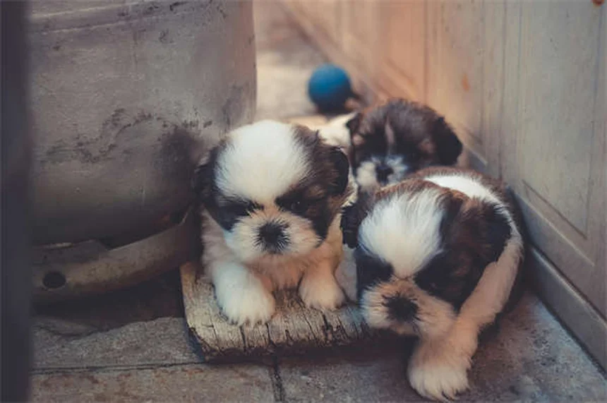고양이 탈모 원인과 치료법 7가지 (수의사가 알려주는 진실)