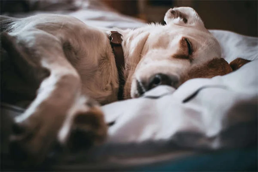 고양이 탈모 원인과 치료법 7가지 (수의사가 알려주는 진실)